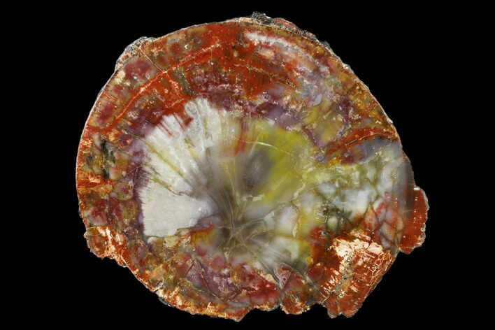 Rainbow Colored, Polished Petrified Wood Round - Arizona #150050